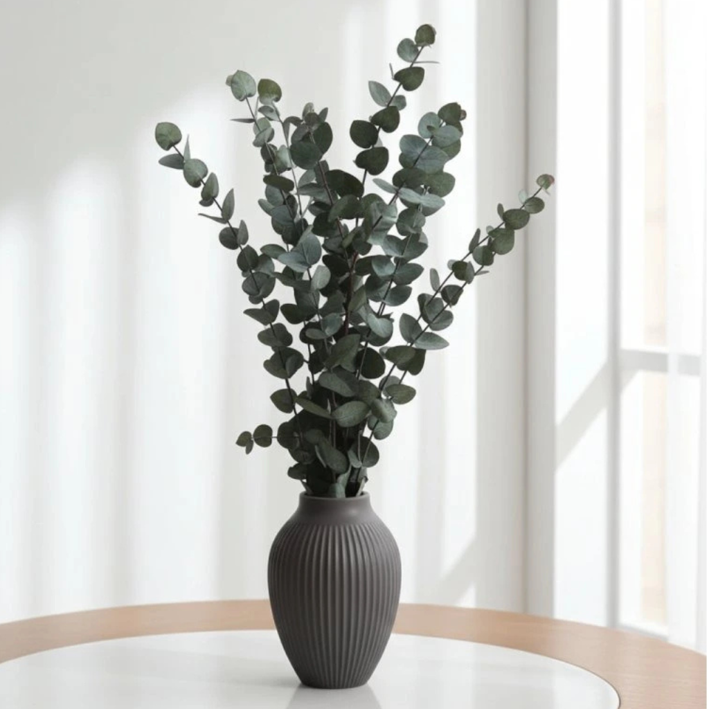 Stabilizovaný eukalyptus Cinerea